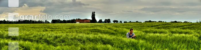 Gerste Panorama 5