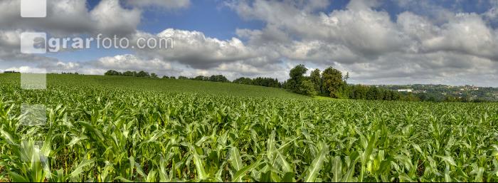 Mais Panorama 18