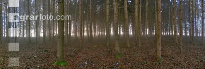 Wald Morgen 1