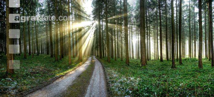 Wald Rauhreif 3