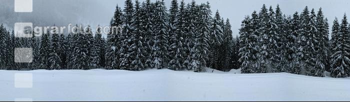 Wald Schneefall