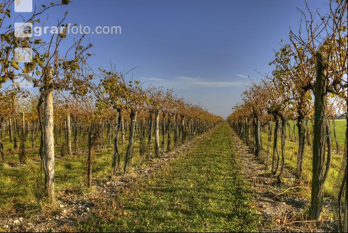 Weingarten Herbst 7