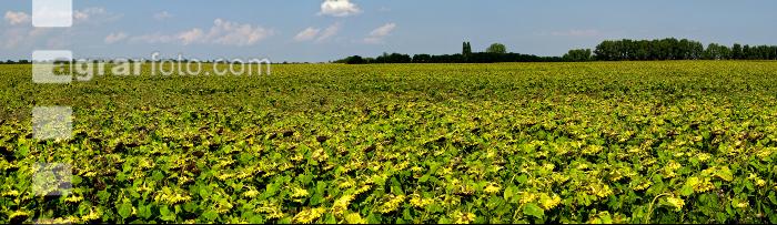 Sonnenblumen 