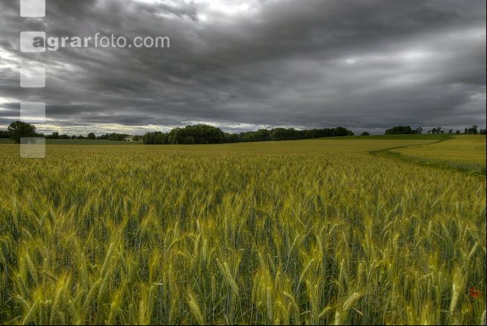 Triticale Wolken