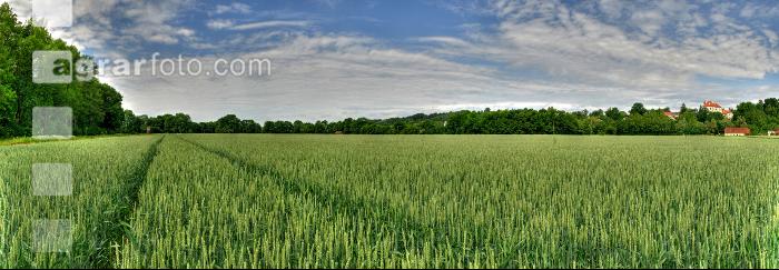 Weizen Panorama 6