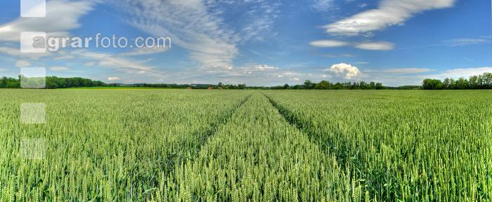Weizen Panorama 10