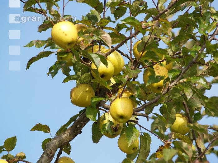 Delicious Apfel 5