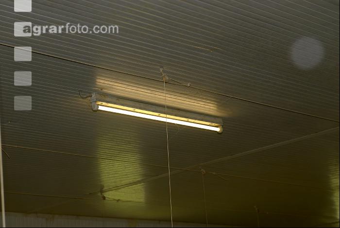 Stall Beleuchtung 11
