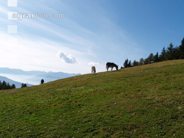 Pertinger Alm 9