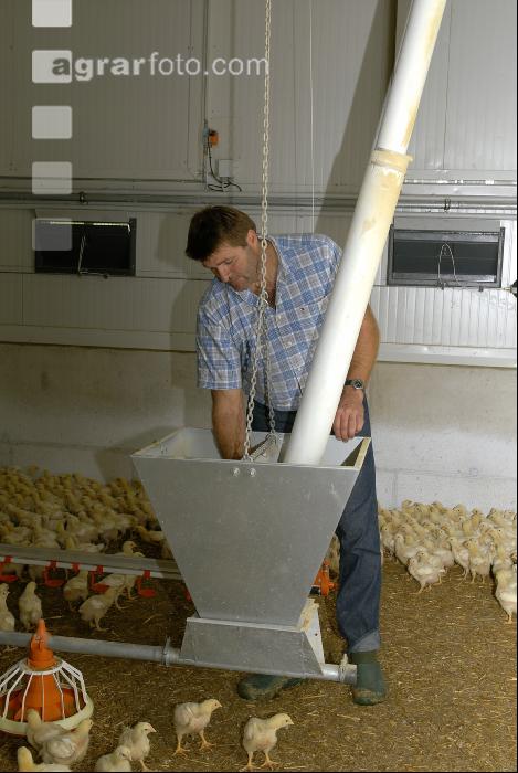 Küken Management 27