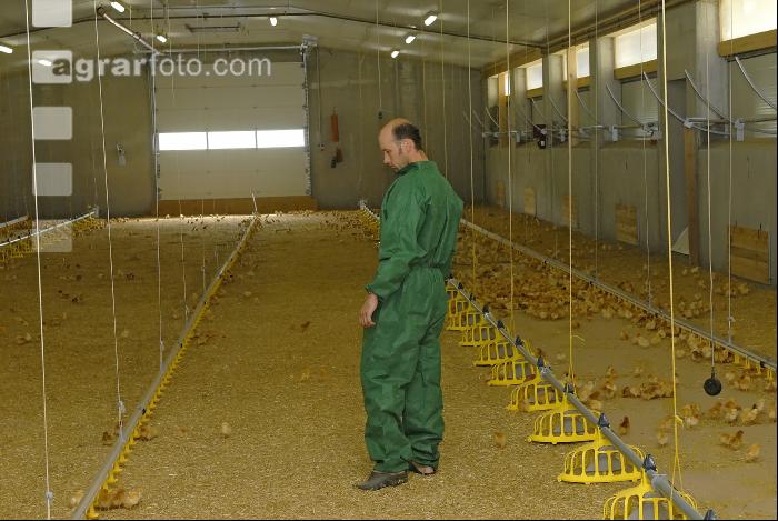Küken Management 18