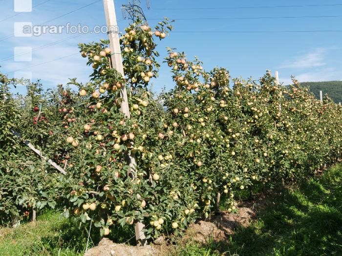 Jonagold Apfel 4