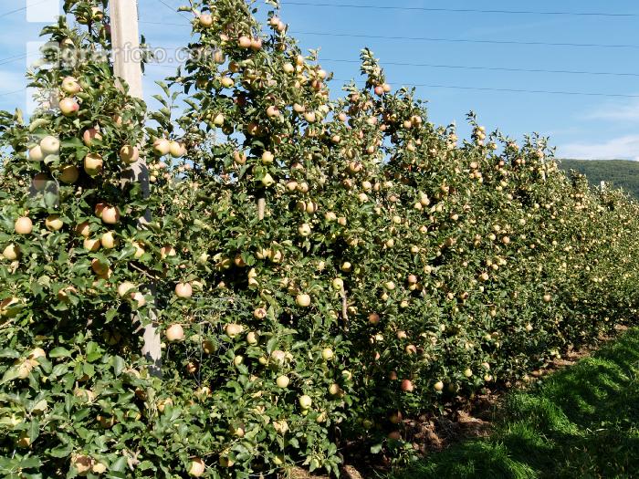 Jonagold Apfel 3