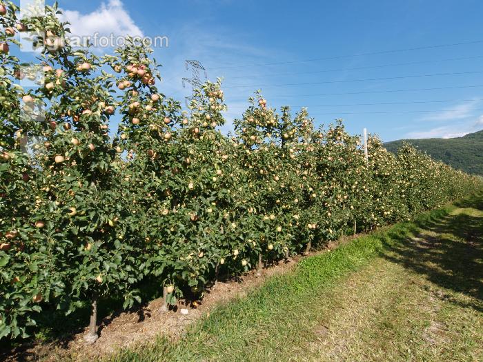 Jonagold Apfel 2