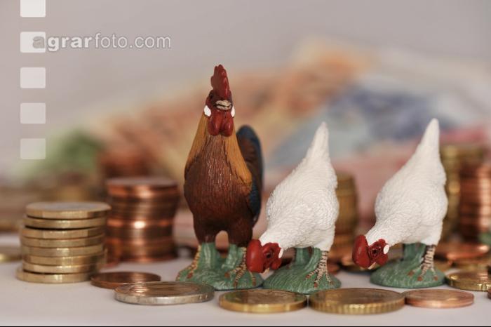 Finanzen Hühner 11