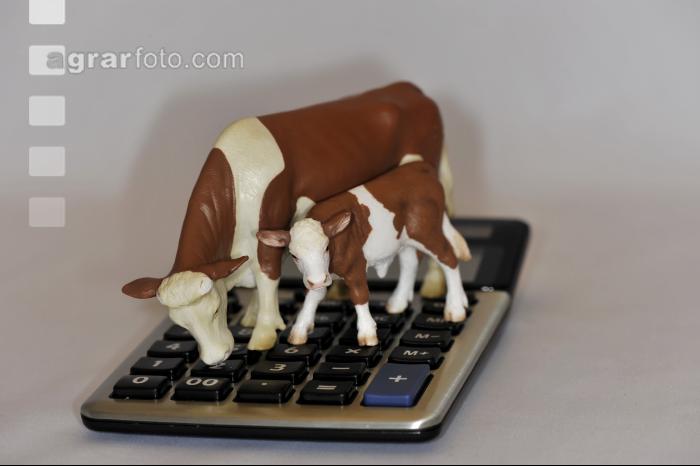 Finanzen Rinder 11
