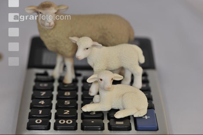 Finanzen Schafe 1