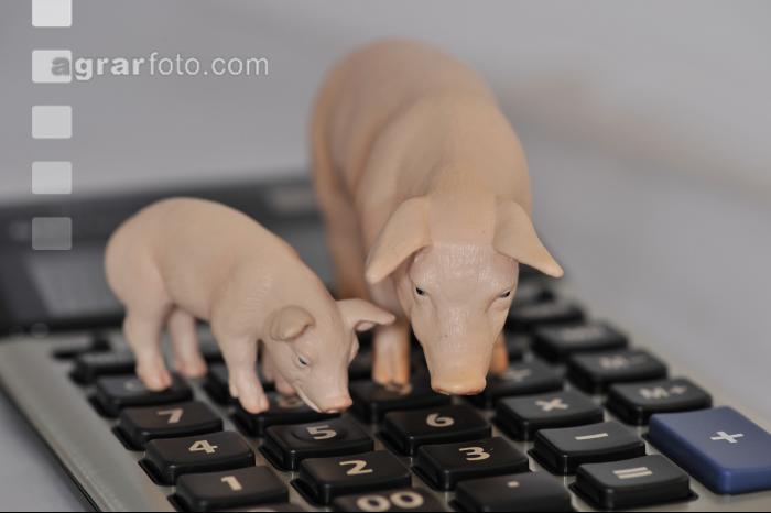 Finanzen Schweine 21