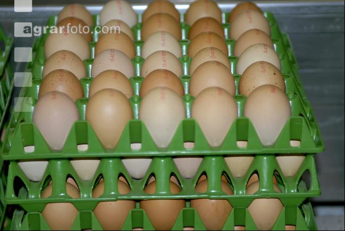 Eier Sortierung 20