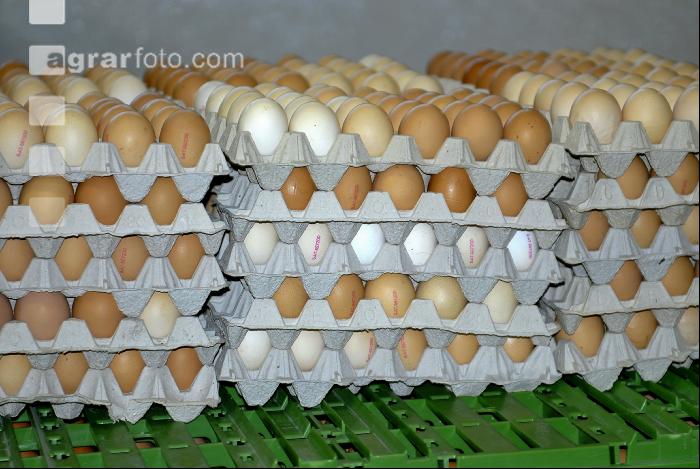Eier Sortierung 12