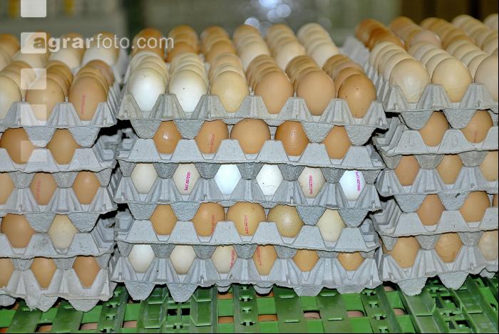 Eier Sortierung 14