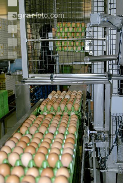 Eier Sortierung 17