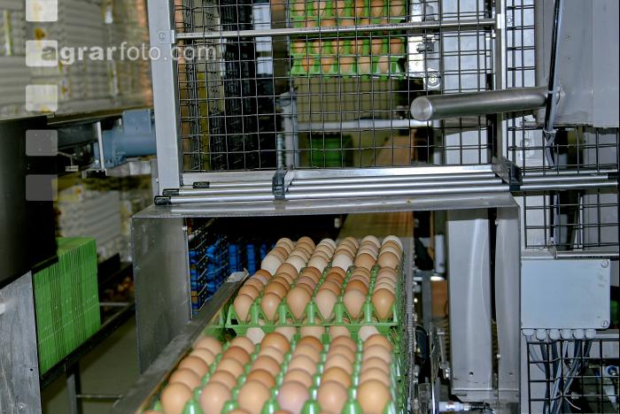 Eier Sortierung 18