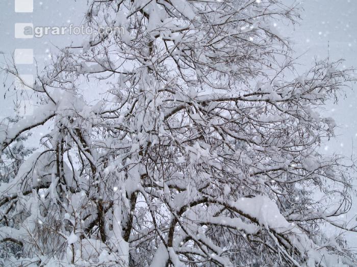 Schnee 7