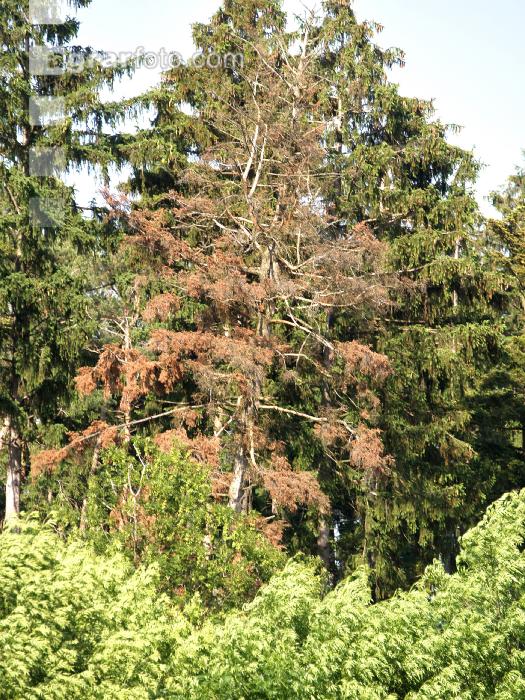 Baumsterben 2