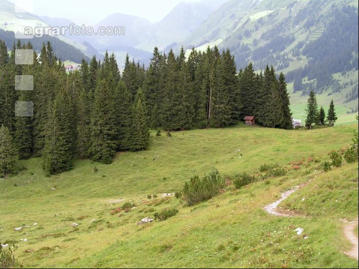Bergwald 1