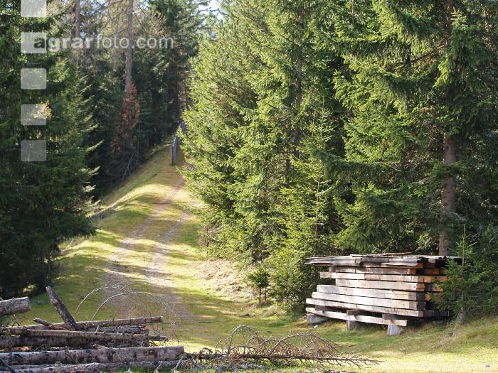Bergwald 5