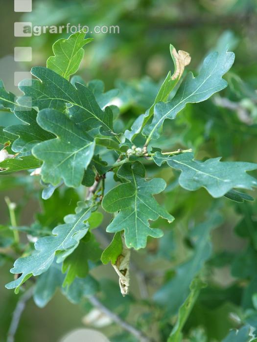 Eiche Blatt 6