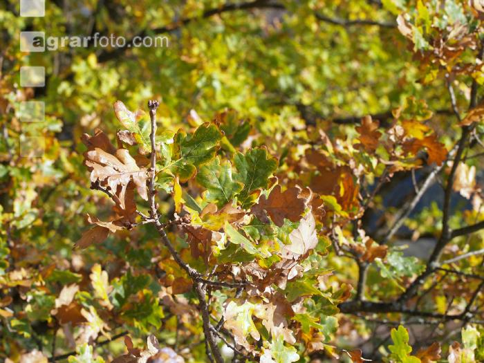 Eiche Blatt 4