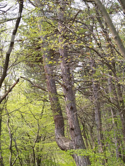 Mischwald 17