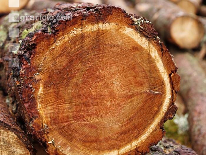 Lärche Holz