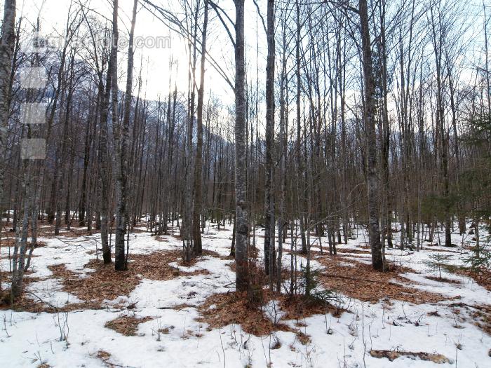 Erlenwald 2