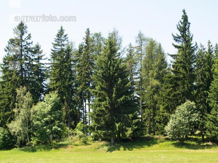 Waldrand 2