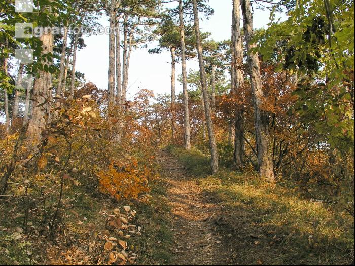Mischwald 13