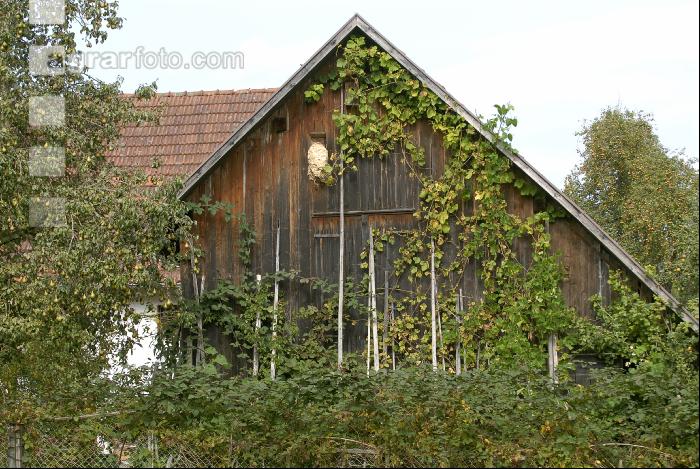 Hornissennest 2