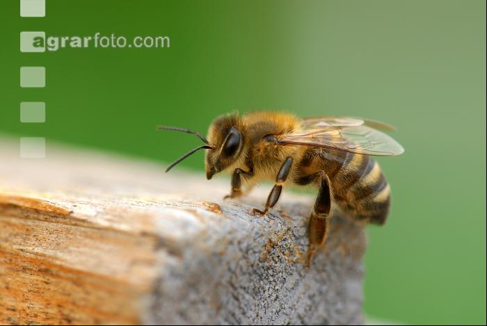 Biene vor Flugloch 5