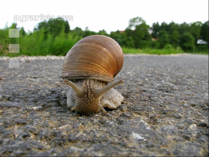 Weinbergschnecke 2