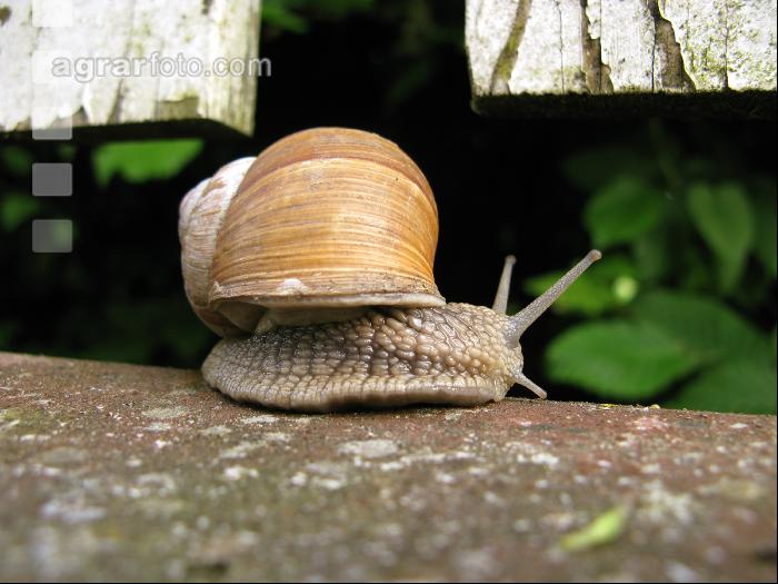 Weinbergschnecke 3