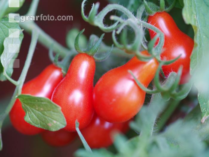 Cocktailtomate rot
