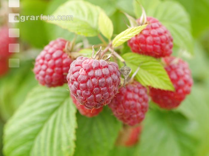 Himbeeren 8