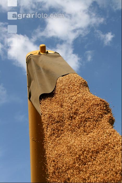 Roggen Ernte J 7