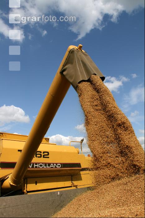 Roggen Ernte J 6