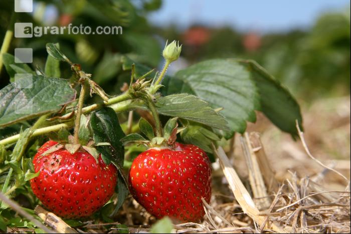 Erdbeeren pflücken J 6