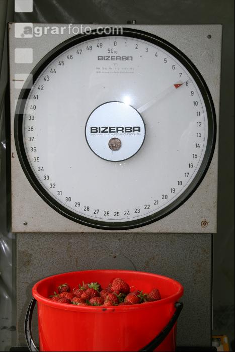 Erdbeeren pflücken J 1