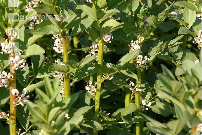 Ackerbohne Blüte 3
