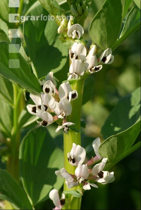 Ackerbohne Blüte 4